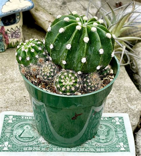 4 Pot Of Echinopsis Subdenudata Easter Lily Cactus Etsy
