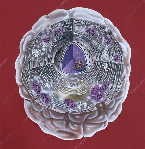 Human Cell Artwork Stock Image C0136522 Science Photo Library
