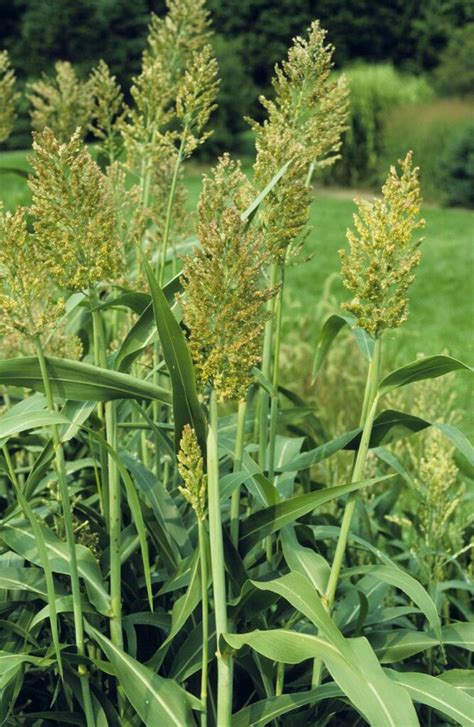 Sorghum Bicolor The Inflorescence Of Sorghum Is An Open Pa Flickr