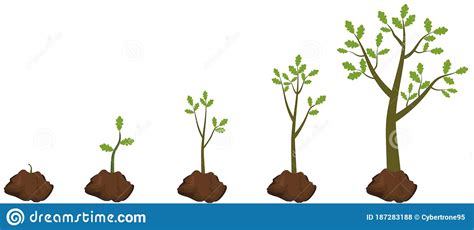 Five Stages Of Growing Tree Stock Vector Illustration Of Ecology