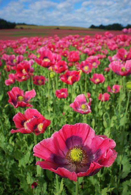 Pink Poppy Beautiful Flowers Poppy Flower Flower Field