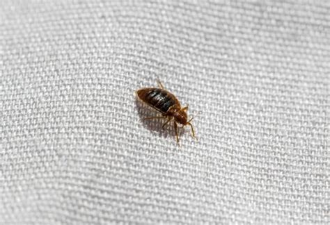 Small Jumping Bugs In Carpet Carpet Vidalondon