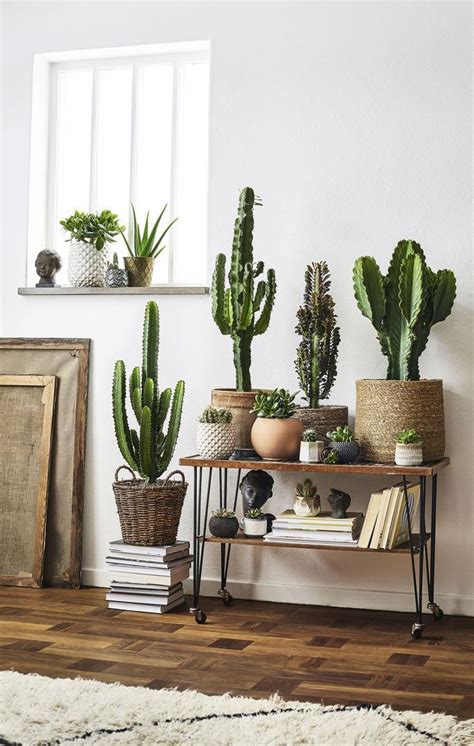 Cactus à Lintérieur En 2020 Decoration Cactus Deco Plantes