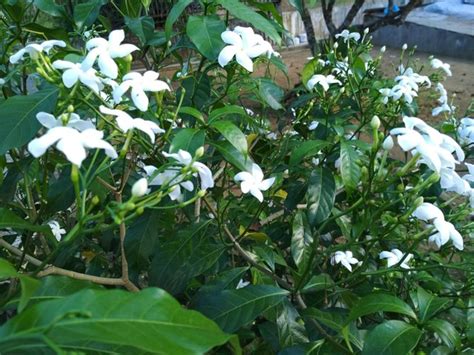 Paling Bagus 22 Bunga Melati Putih Berasal Dari Asia Selatan Koleksi 