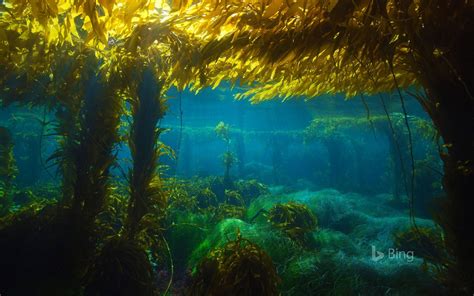 Giant Kelp Forest Near San Clemente Island California © Richard