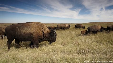 Interesting Facts About The Great Plains Just Fun Facts