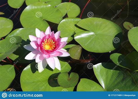 Soft Pink Lotus Flowers Stock Image Image Of Nature 171217489