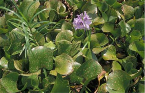I know it is h2o but what is the actual name (eg. Factsheet - Eichhornia crassipes (Water Hyacinth)