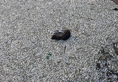 Piles Of Dead Fish