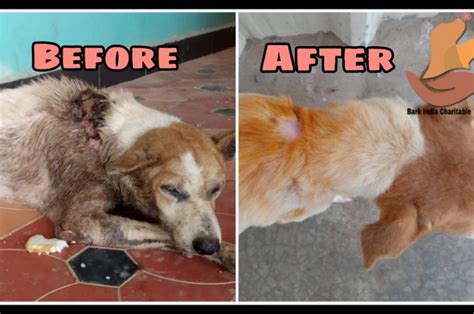 Rescued Maggot Wound Dog Before And After Treatment Bark India