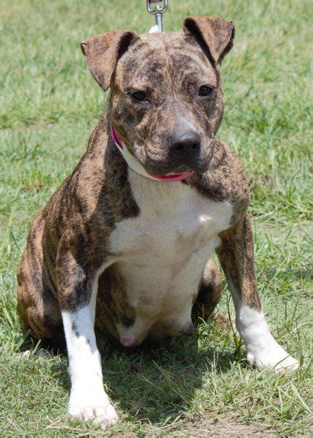 We now have registered french bulldog puppies that cannot wait to meet their new families! View Ad: American Bulldog Dog for Adoption, Georgia ...