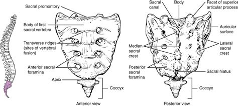 La Columna Vertebral Anatomía Y Fisiología I David Morgans