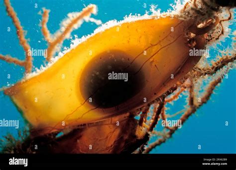Cat Shark Egg Hi Res Stock Photography And Images Alamy