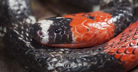 Esta é a Cobra Mais Letal do Mundo serpente google play thirstymag com