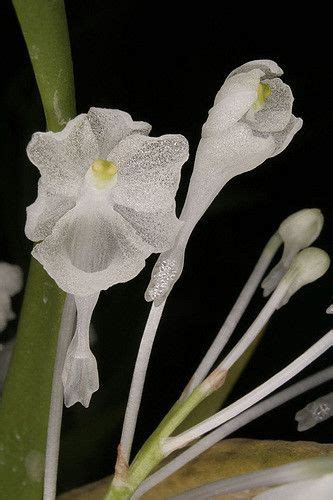 Podangis Dactyloceras B Orchids Orchid Images Orchid Flower