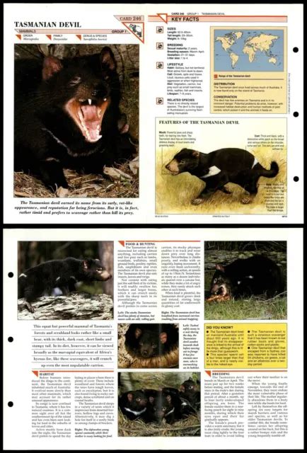 Tasmanian Devil 246 Mammals Wildlife Fact File Fold Out Card 248