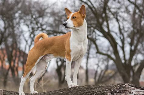 Basenji Dog Breed Information Where Does It Originate From