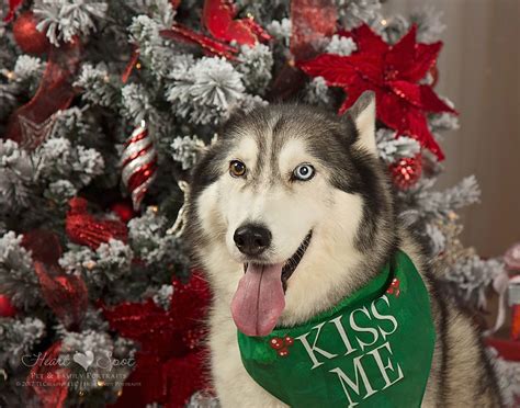 Christmas Huskies By Heart Spot In Braselton Ga Siberian Husky