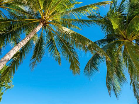 Many Coconut Palm Trees On Blue Sky Stock Image Image Of Paradise
