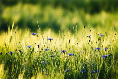 Free Images Nature Field Lawn Meadow Prairie Sunlight Leaf