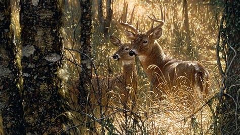 Free Download Hd Wallpaper 2 Deers In A Forest Whitetail Deer Fawn