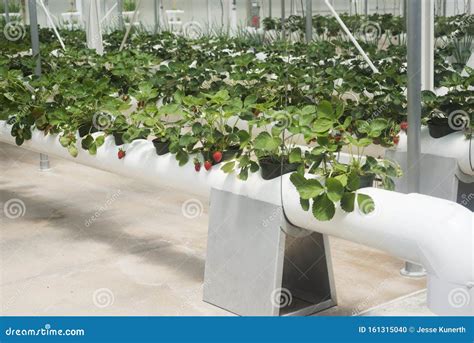 Planta O Hidrop Nica Em Estufa Com Morangos Foto De Stock Imagem De Plantar Crescimento