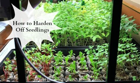 How To Harden Off Seedlings One Hundred Dollars A Month
