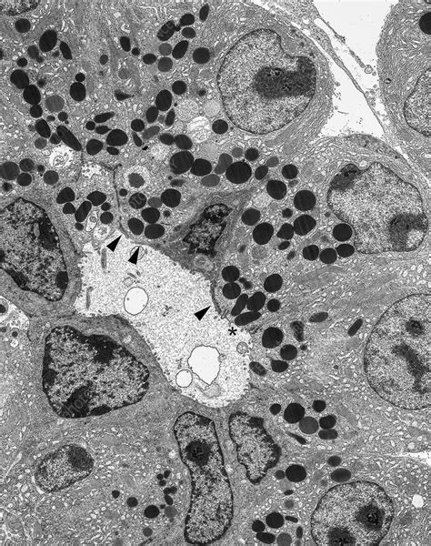 Pancreatic Acinar And Centroacinar Cells TEM Stock Image C043 7501