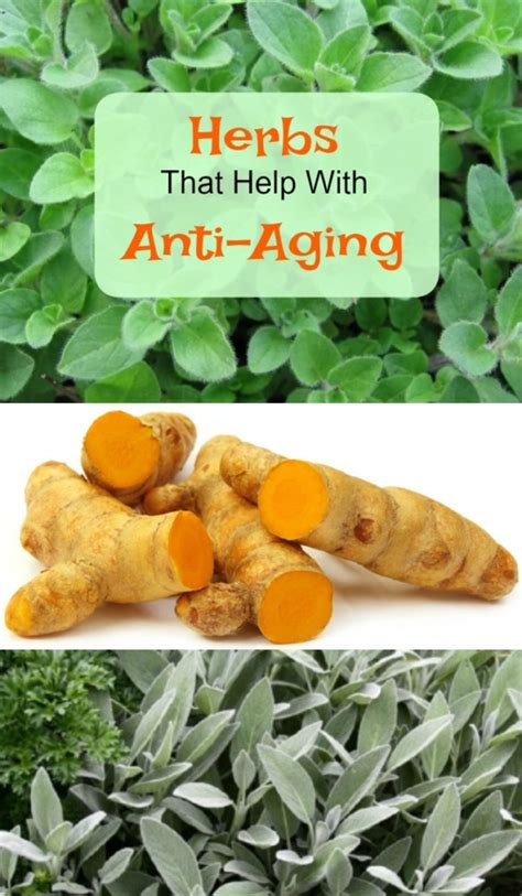 5 Herbs That Help With Anti Aging Salty And Stylish