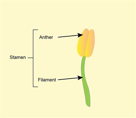 Which Among The Following Are The Parts Of A Male Flower