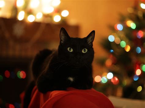 Petsmart is not always open every day for customers, though, open it on. Pet Talk | CVMBS News