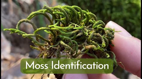 Moss Identification And Basic Information For Most Common Mosses Youtube