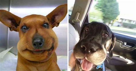 14 Dogs Who Encountered A Bee That We Cant Stop Giggling At