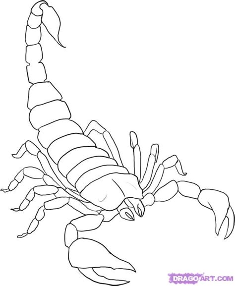 Realistic Scorpion Drawing At Getdrawings Free Download