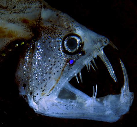 Viperfish Chauliodus Sloani Nikons Small World