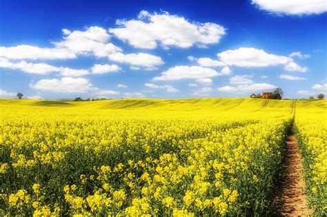 Fields Sky Rapeseed Trail Clouds Hd Wallpaper Rare Gallery