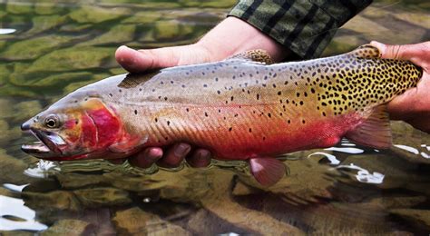 Bosque Chapter Trout Unlimited