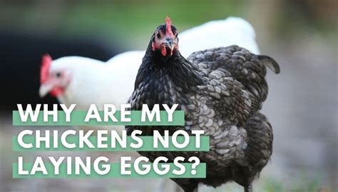 Chickens Not Laying Eggs Find Out Why