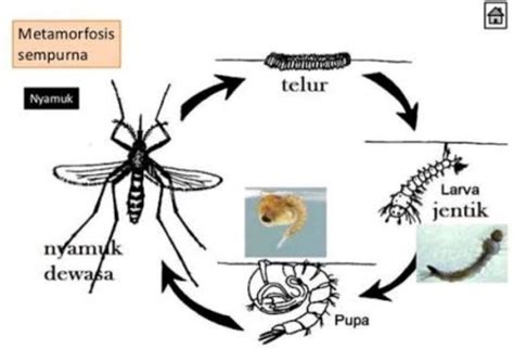 Siklus Hidup Nyamuk Tahapan Metamorfosis Dan Pencegahan Photos