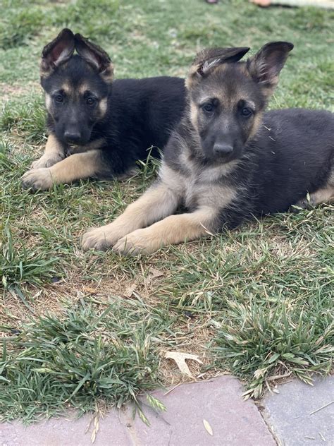 When our puppies are 6 weeks old, they are taken to a licensed veterinarian for a full check up and first vaccines with worming. German Shepherd Puppies For Sale | North Northwest Drive ...