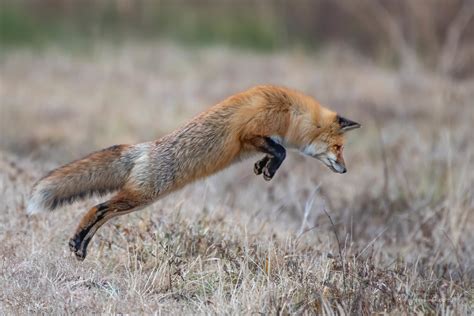 Red Fox Pouncing On Prey Technically It Was Pouncing Towar Flickr