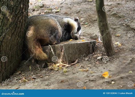 Eurasian Badger Stock Photo Image Of Sleep Adult Meles 120132836