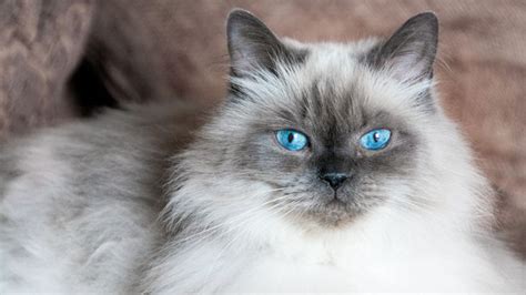 10 Fluffy Cat Breeds To Cuddle Up To Petsradar