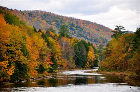 10 Northeast Tree Species With The Best Fall Colors Goeast