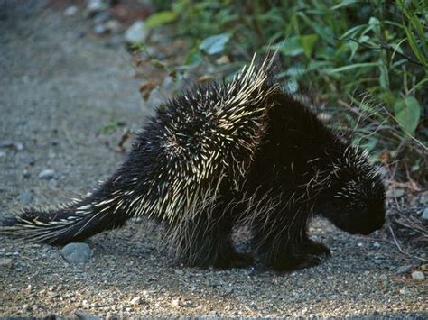 Porcupine are large rodents with coats of sharp spines, or quills, that protect them against predation. Porcupine | Animal Wildlife