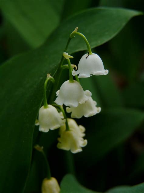Lily Of The Valley Dendroica Cerulea Flickr