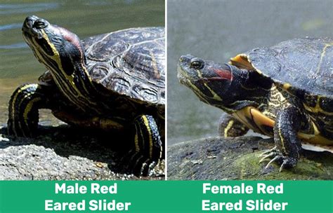 Male Vs Female Red Eared Slider Turtles How To Tell The Gender With