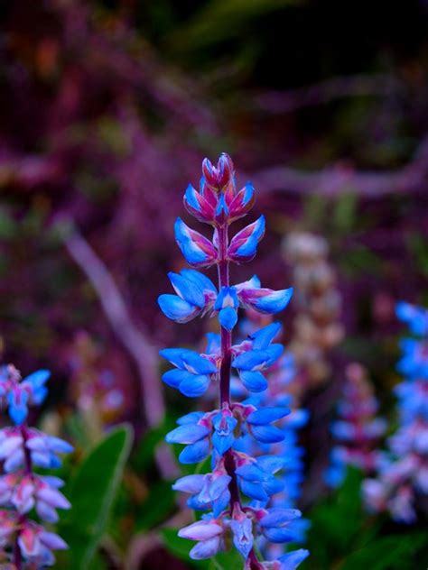 Blue Bell Flower Flickr Photo Sharing