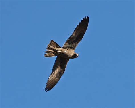Birdlife Melbourne Black Falcon