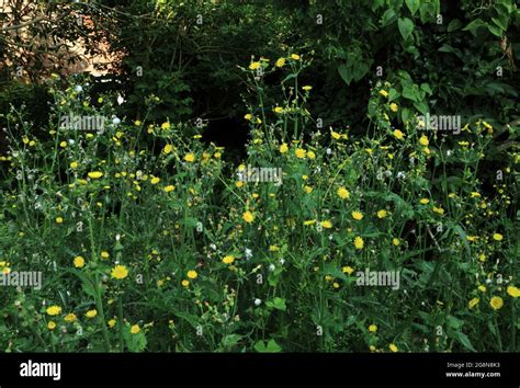 Garden Overgrown Weeds Thistles Stock Photo Alamy